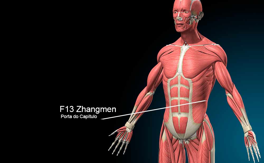 Imagem do ponto F13 Zhangmen no meridiano do Fígado.
