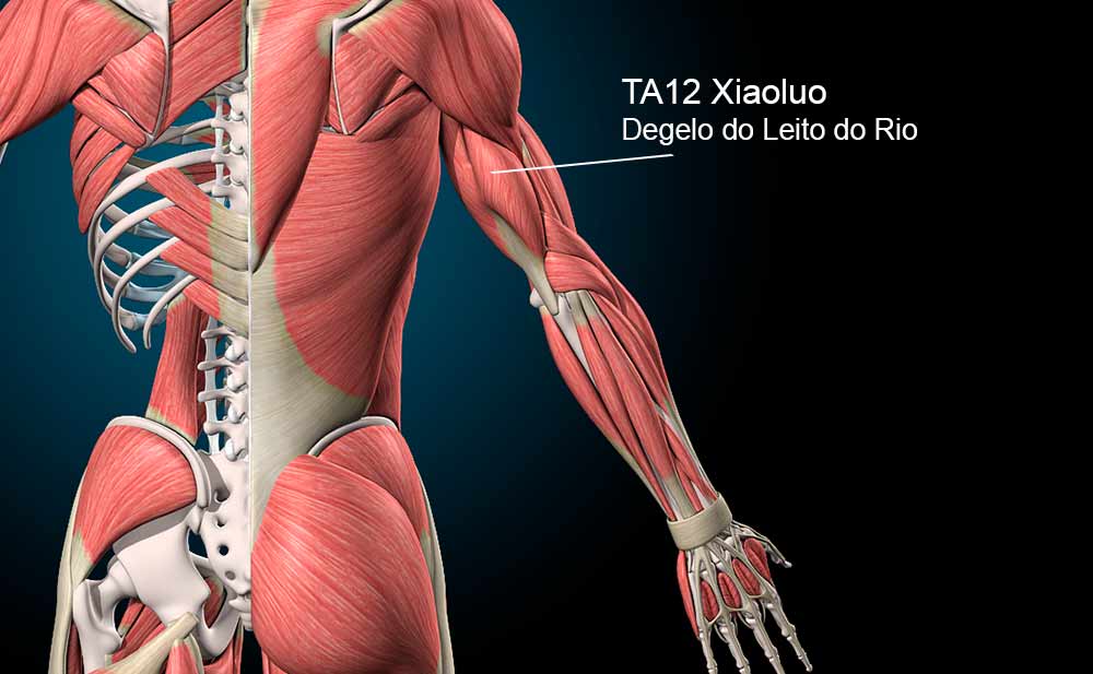 Ponto TA12 Xiaoluo na face posterior do braço