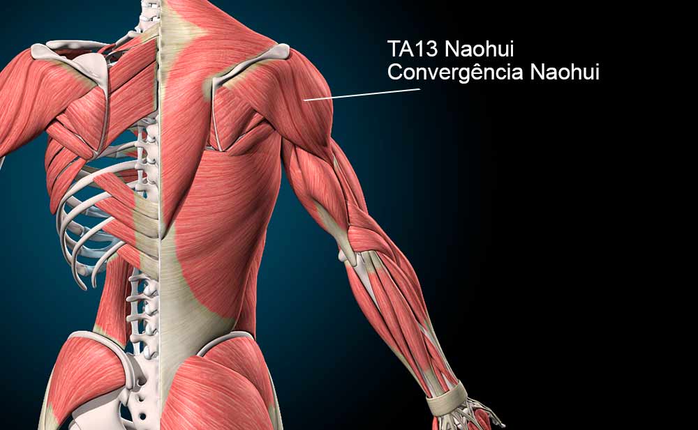 Ponto TA13 Naohui na região posterior do braço