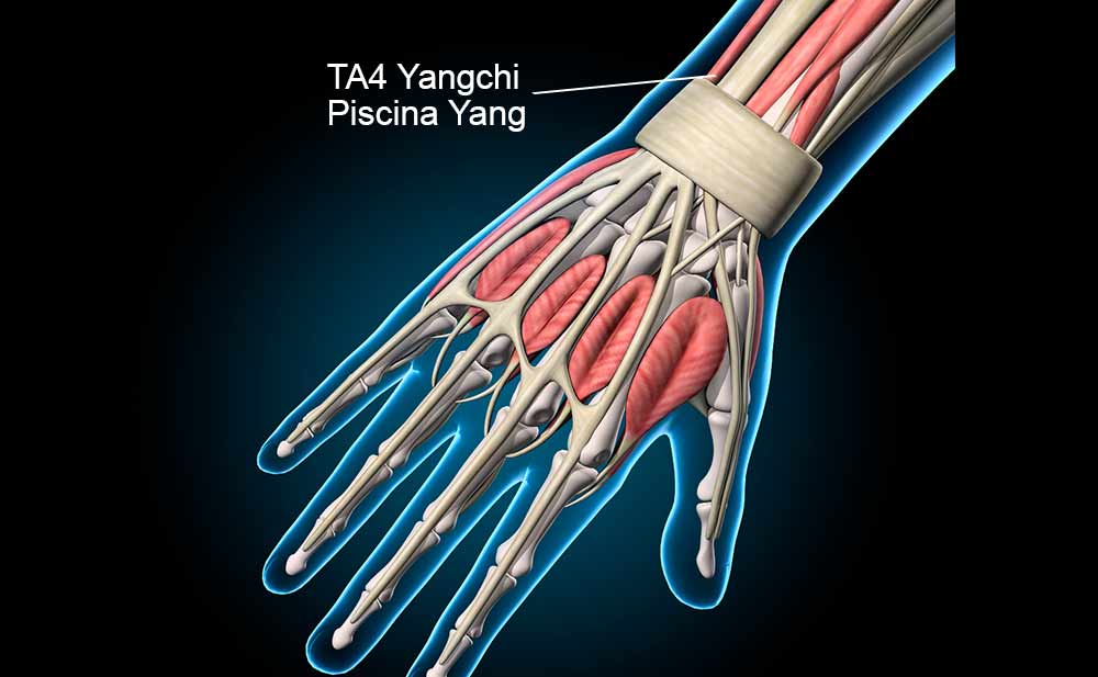 Ponto TA4 Yangchi na região posterior do punho
