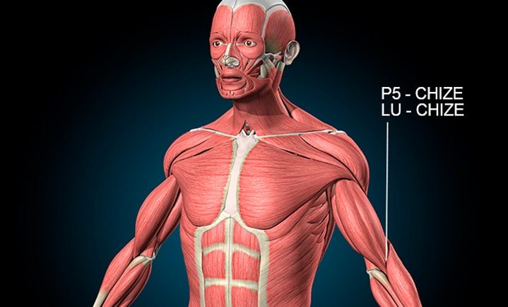 Ponto P5 de acupuntura - Guia de Refêrencia