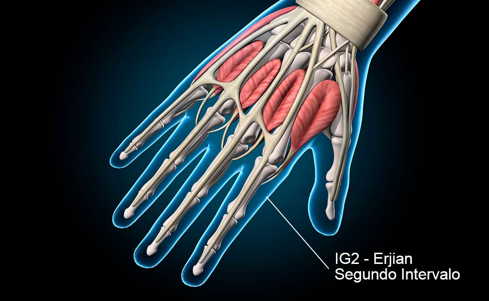 IG1 acupuntura - Vale Circundado