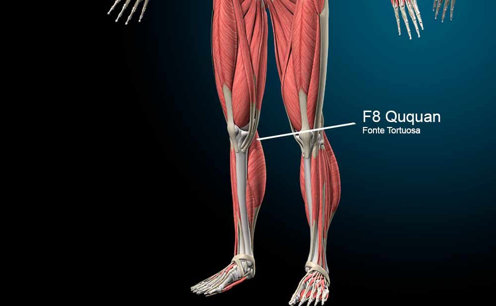 F8 Acupuntura